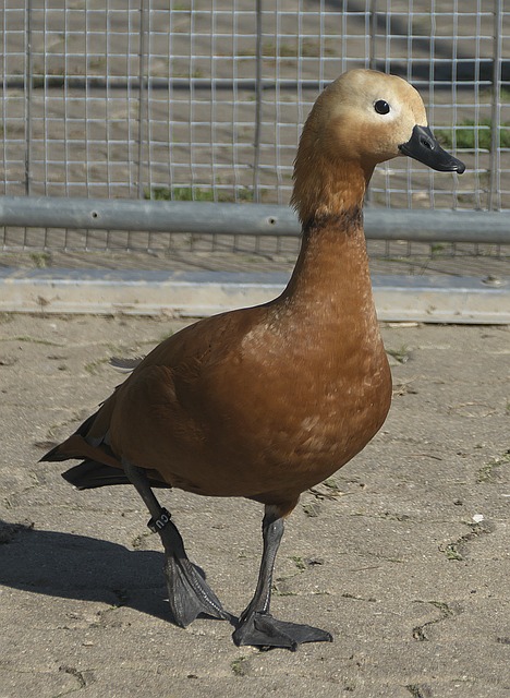 期间